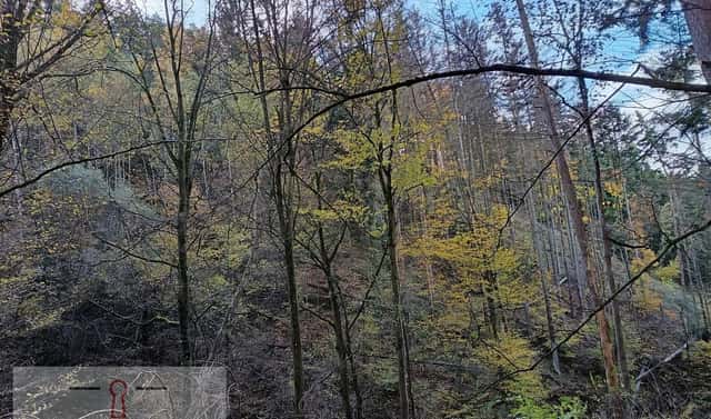 Prodej lesa 11 258 m², Horní Loučky, okres Brno-venkov
