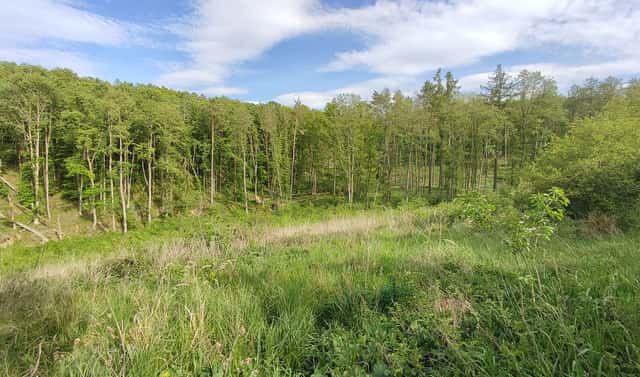 Prodej lesa 17 681 m², Číměř, okres Třebíč