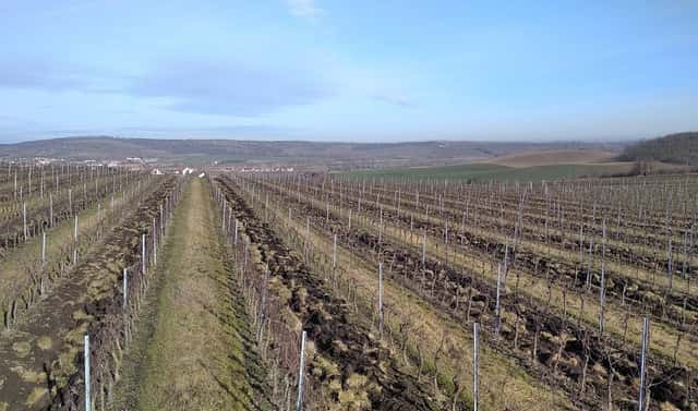 Pronájem pozemku 20 000 m², Valtice – Úvaly, okres Břeclav