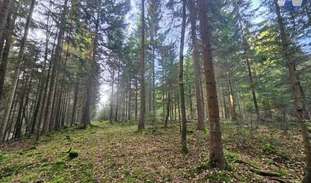 Prodej lesa 9 174 m², Borovany, okres České Budějovice