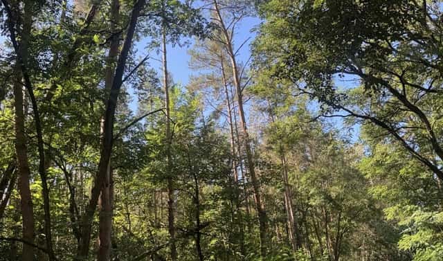 Prodej lesa 5 779 m², Písty – Drnovice, okres Vyškov