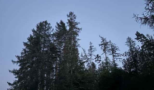 Prodej lesa 7 493 m², Proseč – Česká Bříza, okres Chrudim
