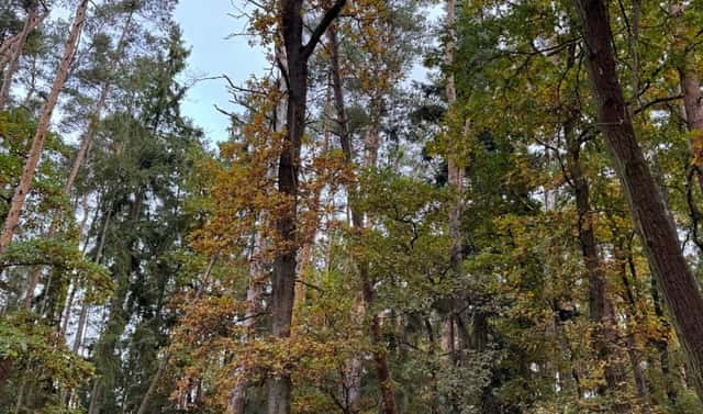 Prodej lesa 2 788 m², Chrášťany – Velešovice, okres České Budějovice