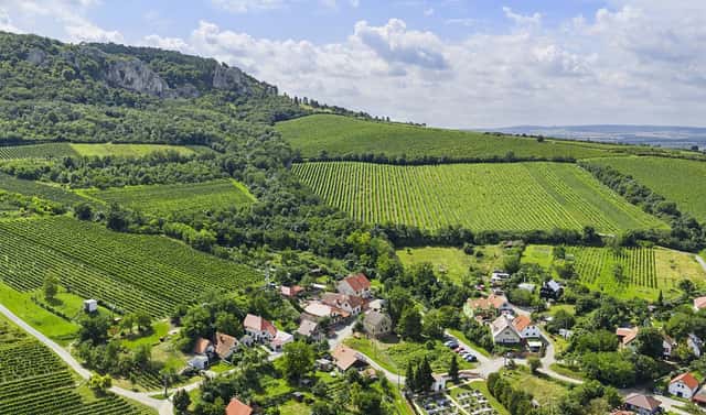 POZEMEK S VINNÝM SKLEPEM POD PÁLAVOU, HORNÍ VĚSTONICE, Horní Věstonice, okres Břeclav