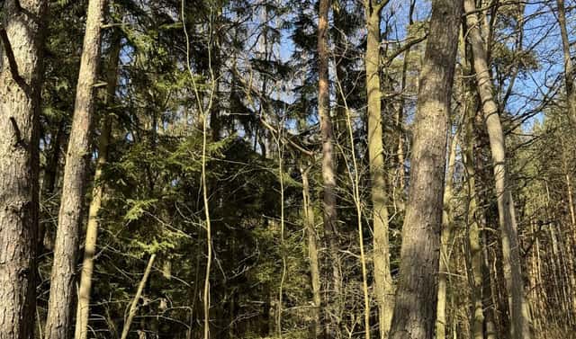 Prodej lesa 3 491 m², Vlastiboř – Nýřany, okres Tábor