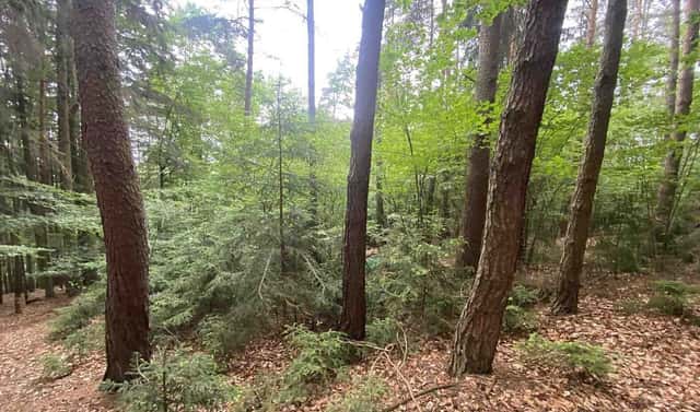 Prodej lesa 3 093 m², Popovice, okres Benešov