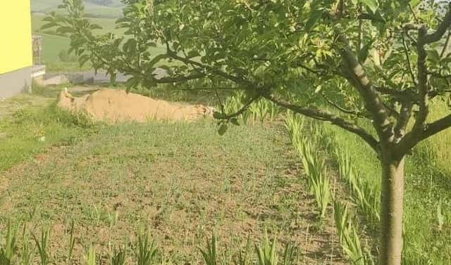 Prodej stavebního pozemku 2 431 m², Viničné Šumice, okres Brno-venkov