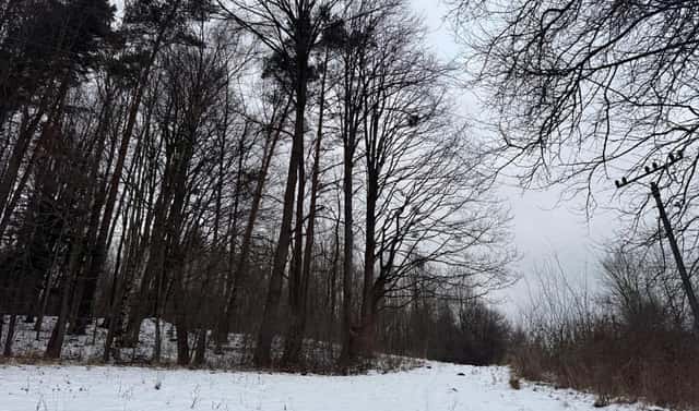 Prodej lesa 43 476 m², Malá Bystřice – Velešovice, okres Vsetín