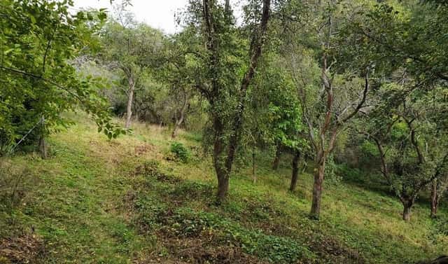 Prodej zahrady 1 984 m², Hýskov, okres Beroun