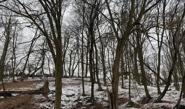 Prodej lesa 5 445 m², Dolní Zimoř – Drnovice, okres Mělník