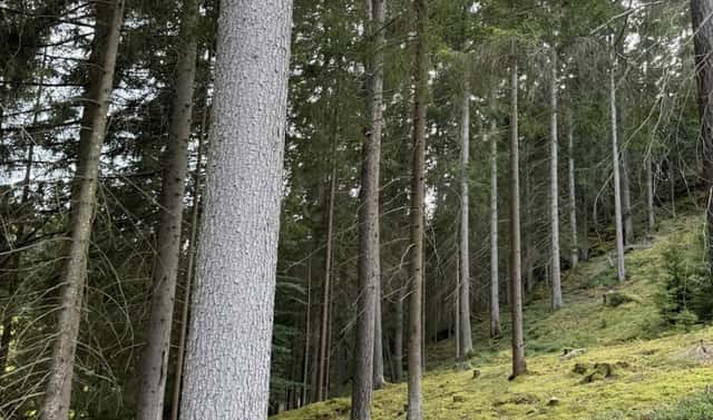 Prodej lesa 3 198 m², Buk, okres Prachatice