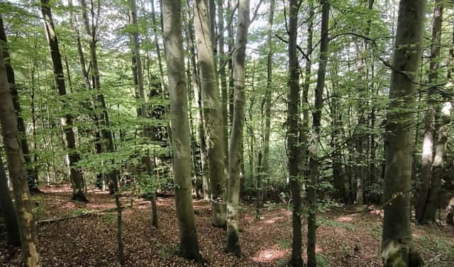 Prodej lesa 21 241 m², Nový Hrozenkov – Velešovice, okres Vsetín