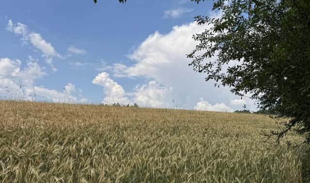 Prodej pole 8 401 m², Jedlí, okres Šumperk