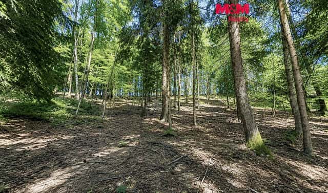 Prodej lesa 6 855 m², Jestřebí, okres Šumperk