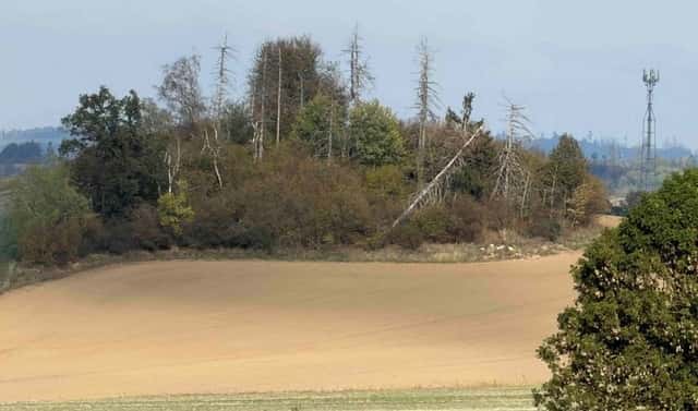 Prodej lesa 2 612 m², Brtnice – Střížov, okres Jihlava