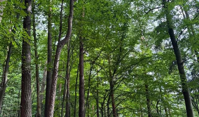 Prodej pozemku 50 672 m², Bohutín – Bučovice, okres Šumperk