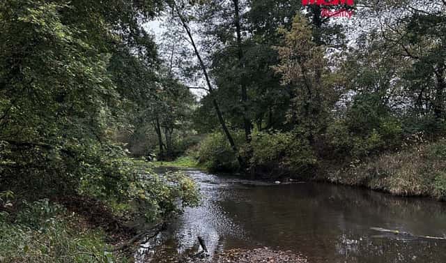 Prodej lesa 7 342 m², Borohrádek, okres Rychnov nad Kněžnou