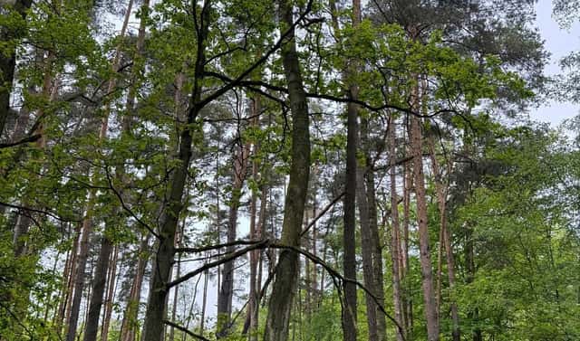 Prodej lesa 2 912 m², Třebechovice pod Orebem – Rumburk 2-Horní Jindřichov, okres Hradec Králové