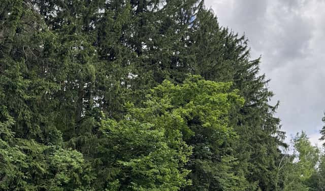 Prodej pozemku 19 364 m², Bílá – Vlkošov, okres Liberec