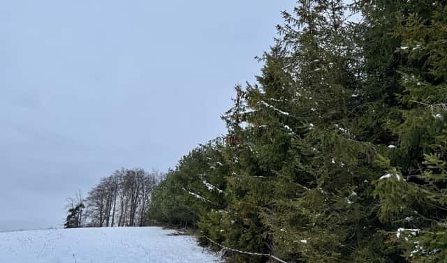 Prodej lesa 15 172 m², Zábřeh – Václavov, okres Šumperk