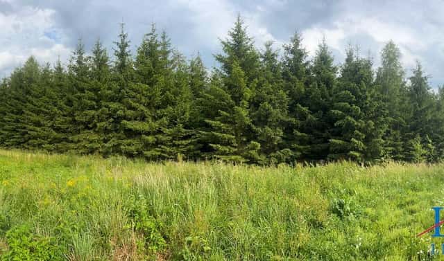 Prodej lesa 15 237 m², Horní, Stařeč, okres Třebíč