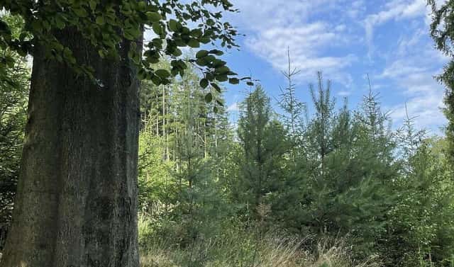 Prodej lesa 5 469 m², Velké Opatovice – Vícemilice, okres Blansko