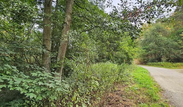 Prodej louky 3 589 m², Stříbro, okres Tachov