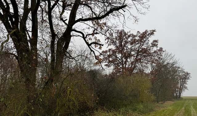Prodej lesa 3 833 m², Boreč – Drnovice, okres Mladá Boleslav