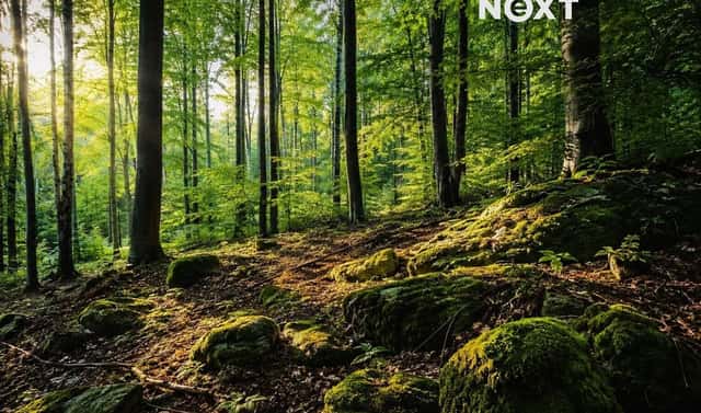 Prodej lesa 26 205 m², Třeboc, okres Rakovník