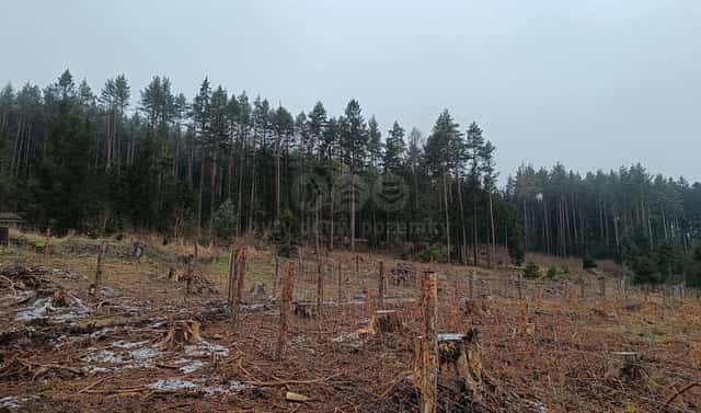 Prodej lesa 37 567 m², Vacovice, okres Strakonice