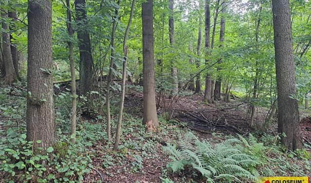 Prodej lesa 20 371 m², Dalečín – Hluboké, okres Žďár nad Sázavou