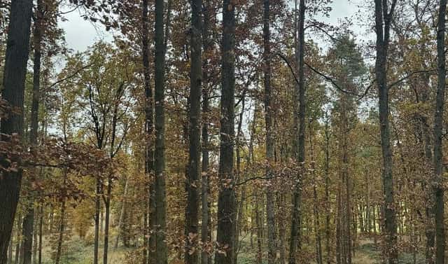 Prodej pozemku 43 384 m², Dolní Lukavice – Nýřany, okres Plzeň-jih