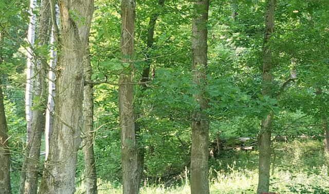 Prodej lesa 11 767 m², Chorušice, okres Mělník