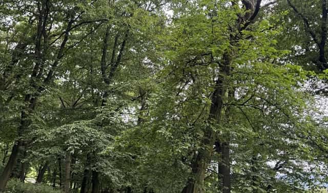 Prodej lesa 2 704 m², Bílina – Blatnice, okres Teplice