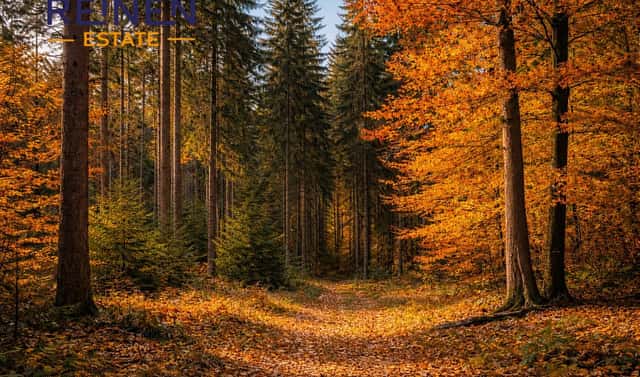 Prodej lesa 24 972 m², Jílové u Držkova, okres Jablonec nad Nisou
