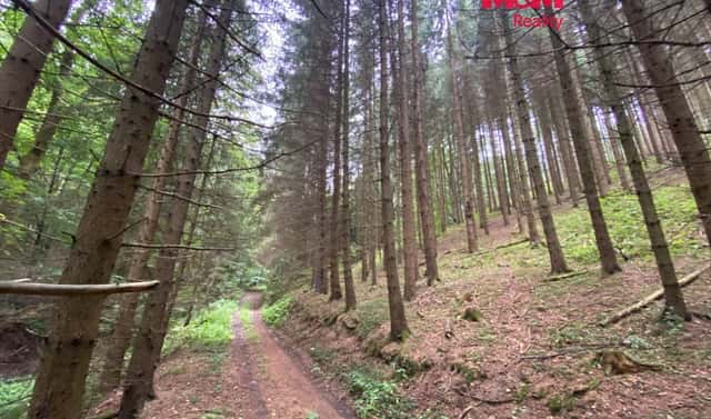 Prodej lesa 11 485 m², Strážná, okres Ústí nad Orlicí