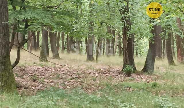 Prodej lesa 2 723 m², Morkůvky, okres Břeclav
