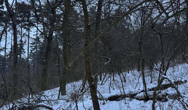 Prodej lesa 15 433 m², Holubice – Rybniště, okres Praha-západ