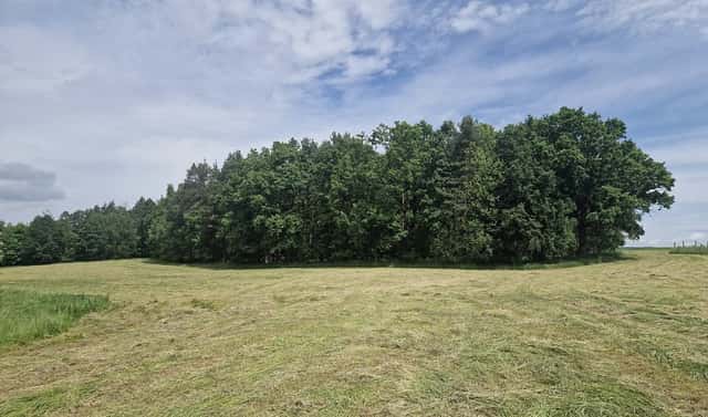Prodej lesa 4 924 m², Paceřice, okres Liberec