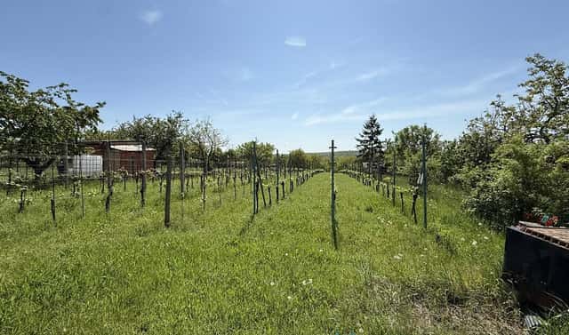 Prodej zahrady 879 m², Dobšice, okres Znojmo