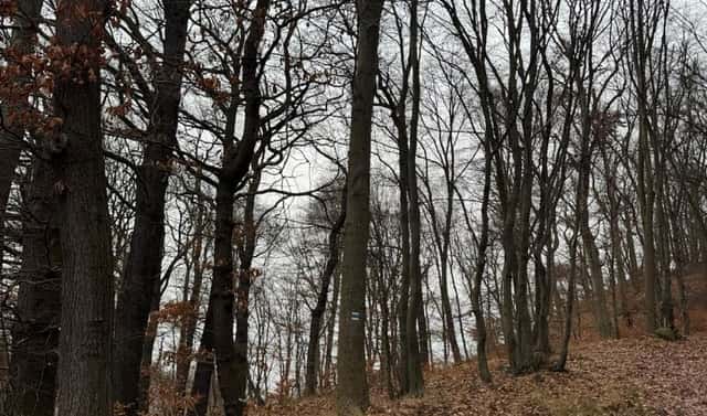 Prodej lesa 9 837 m², Ryjice, okres Ústí nad Labem