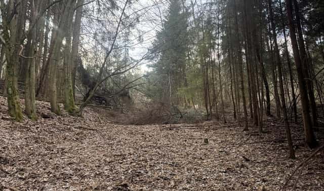 Prodej lesa 4 730 m², Suchovršice – Druztová, okres Trutnov