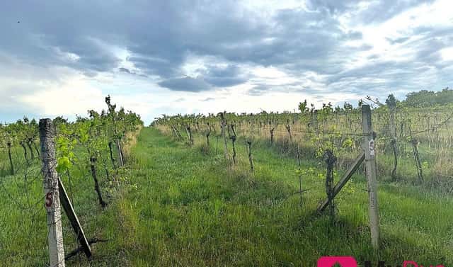 Prodej pole 7 500 m², Nový Šaldorf-Sedlešovice – Nový Šaldorf, okres Znojmo