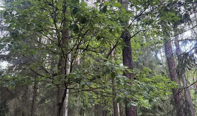 Prodej lesa 9 837 m², Dobříč – Čivice, okres Plzeň-sever