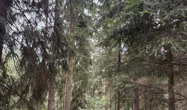 Prodej lesa 12 954 m², Všelibice – Březová, okres Liberec