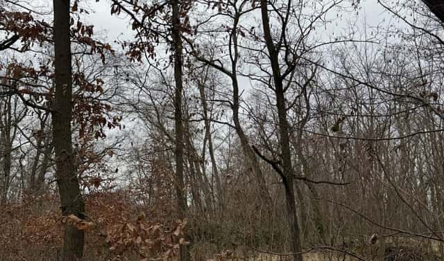 Prodej lesa 6 189 m², Lesonice – Horní Bříza, okres Znojmo
