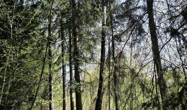 Prodej lesa 2 671 m², Benešov u Semil – Dražeň, okres Semily