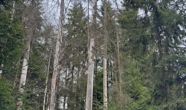 Prodej lesa 34 704 m², Mrákov – Růžová, okres Domažlice