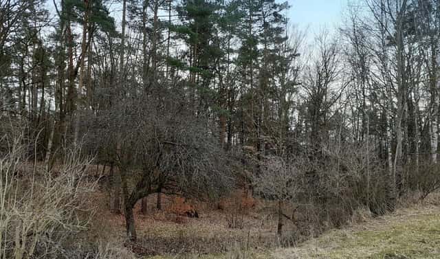 Prodej zahrady 1 453 m², Provodín, okres Česká Lípa