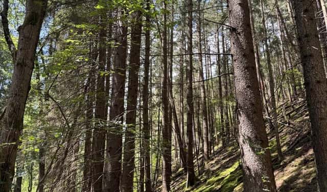 Prodej lesa 6 930 m², Drnovice, okres Vyškov